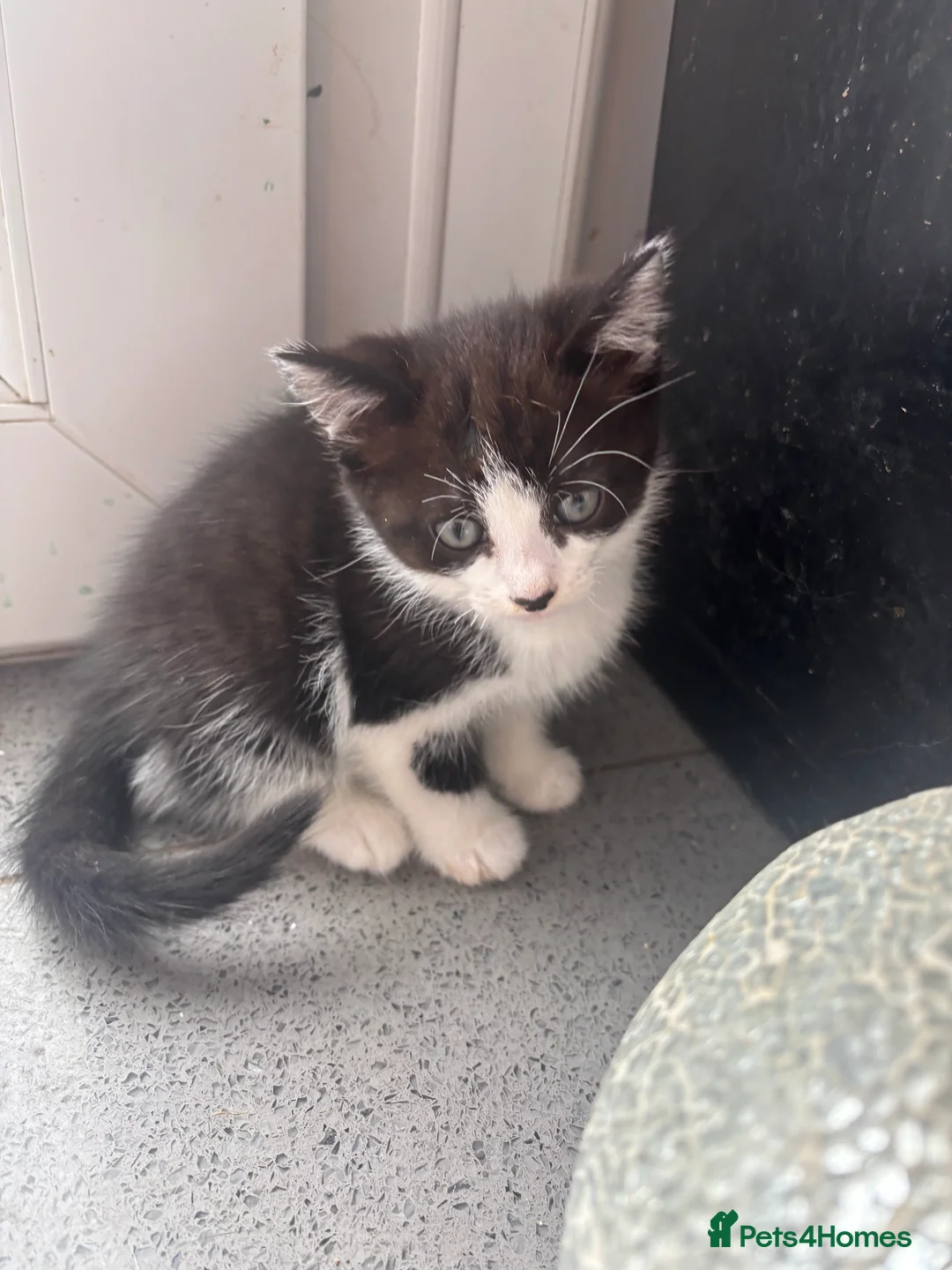 Domestic Shorthair cats for sale: 3 Domestic Kittens  - Advert 6
