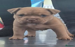 Mixed Breed dogs for sale: Pocket bully cross Chow Chow puppies for sale - Image 20