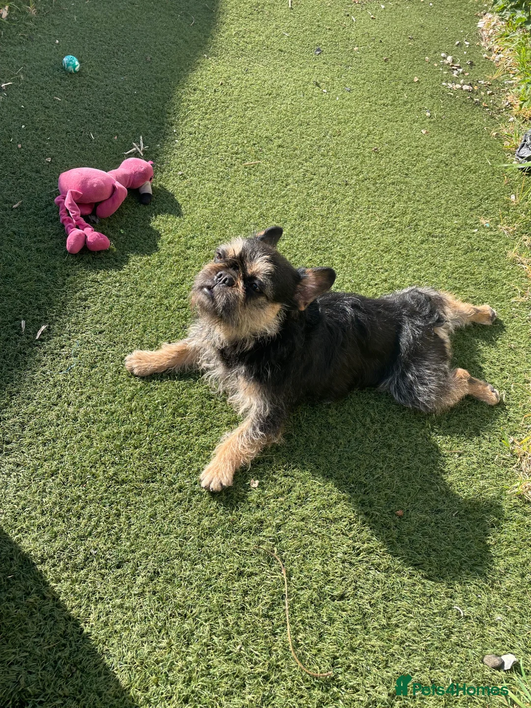 French Bulldog dogs for sale: Adult floodle producer! in Cardiff - Advert 1