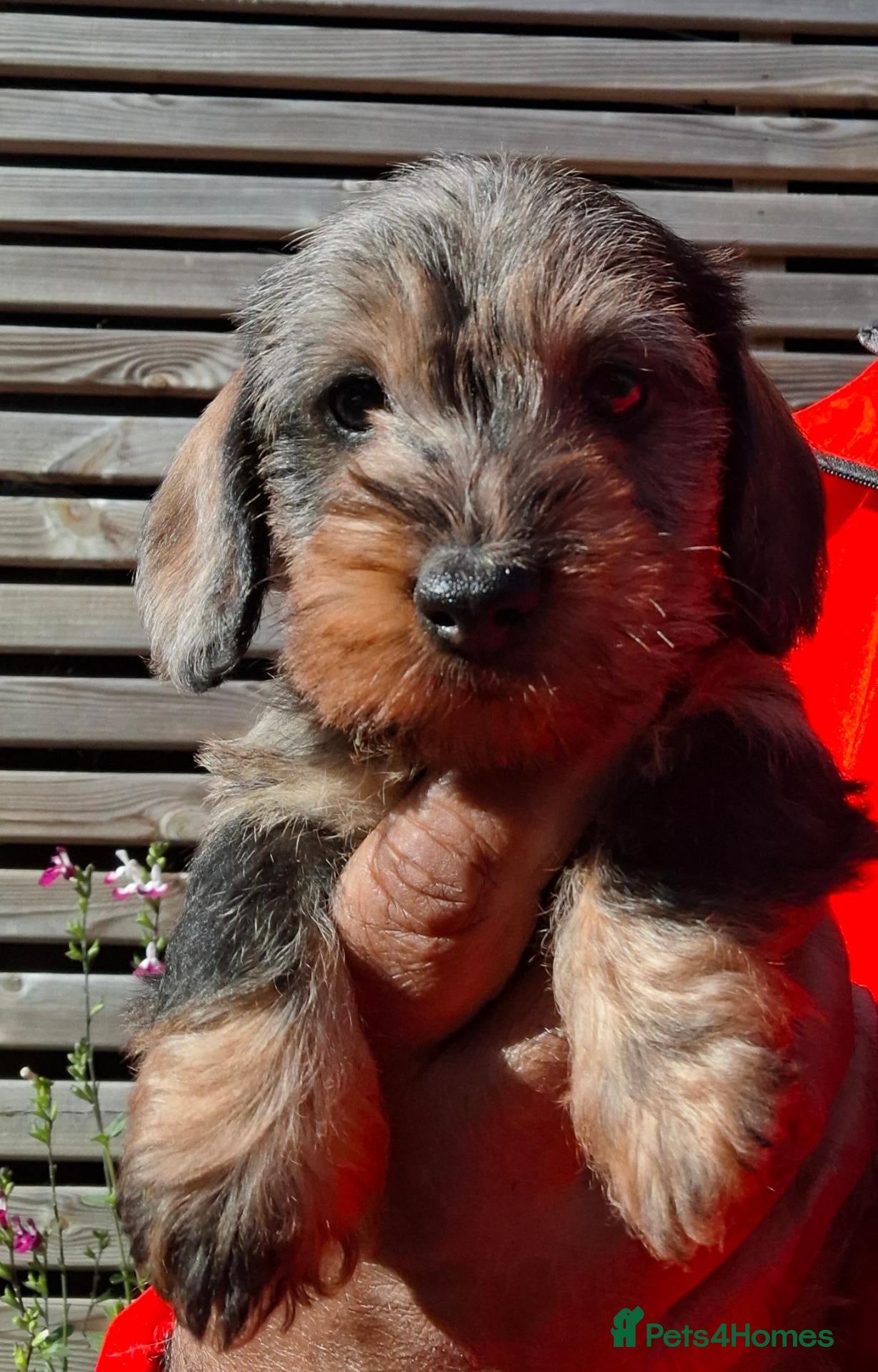 Miniature Dachshund dogs Super-cute Pedigree Mini-Wire Dachshund Puppies  - Advert 14