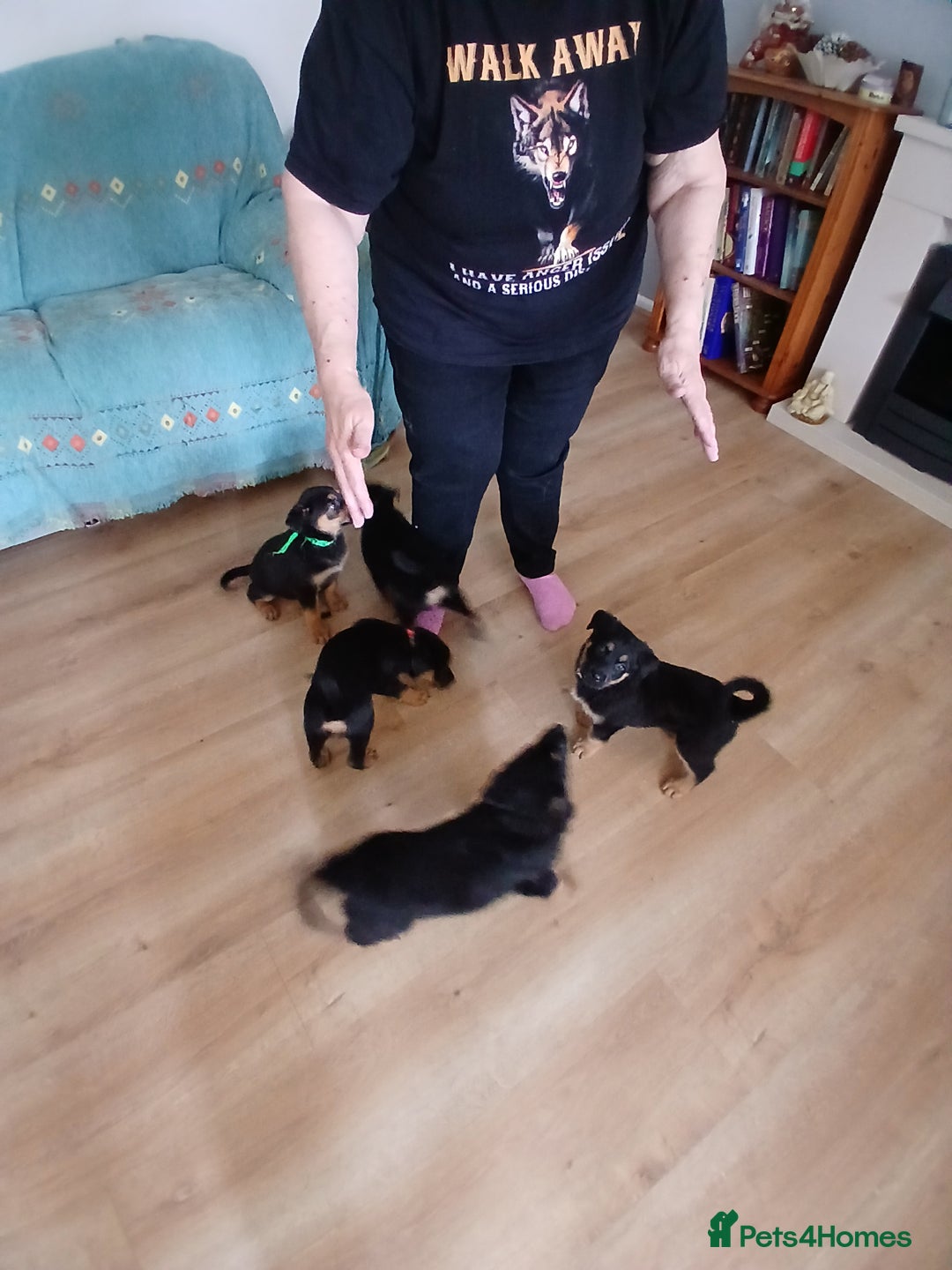 Mixed Breed dogs for sale: Shepweilers - Image 1