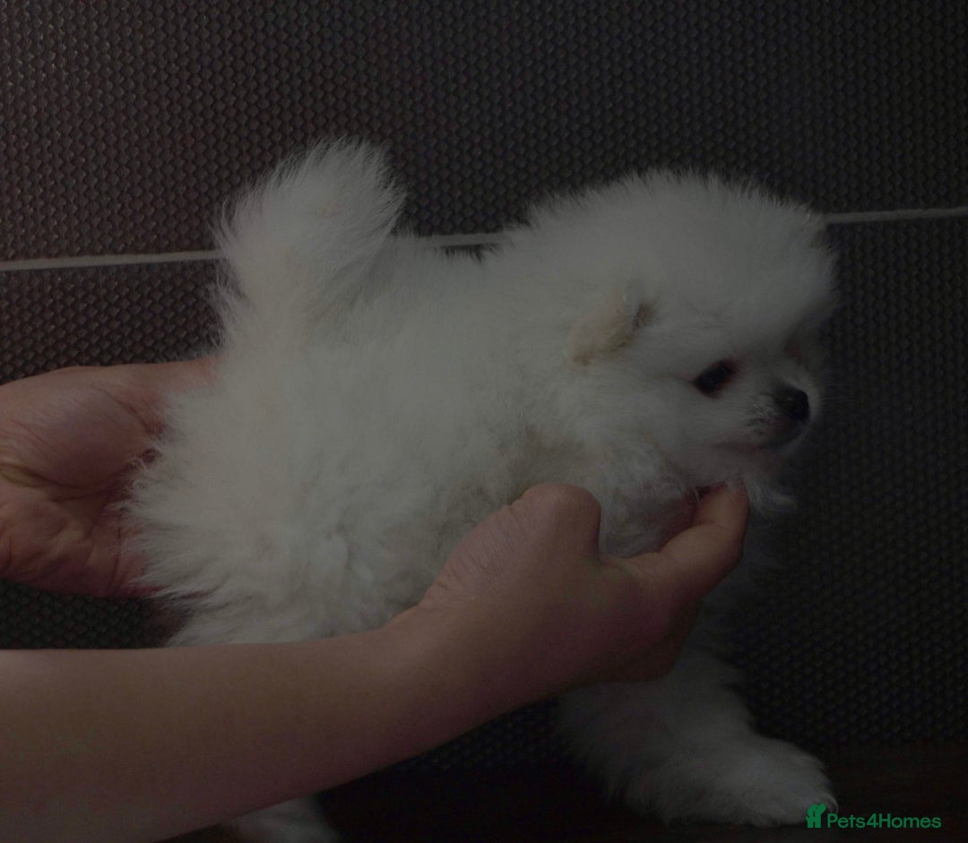 Pomeranian dogs for stud: White Pomeranian KC Registered CHAMPION Bloodlines in Manchester - Advert 15
