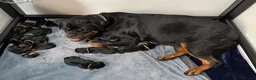 Rottweiler dogs for sale: ⭐️ Outstanding Rottweiler Puppies ⭐️ - Advert 2