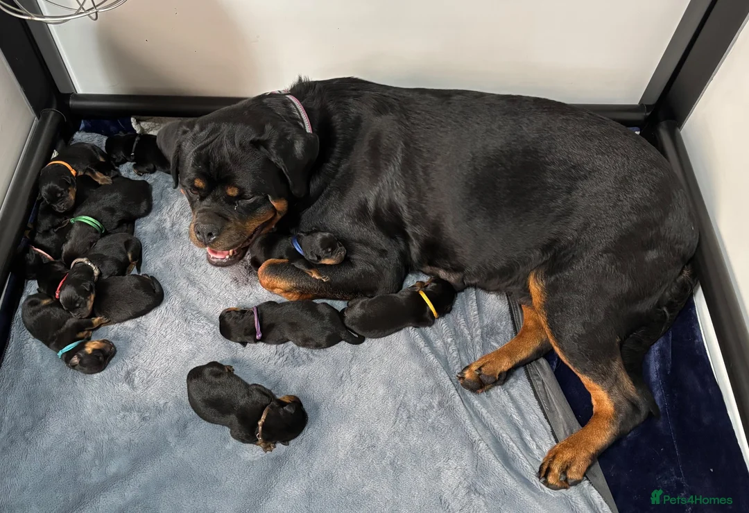 Rottweiler dogs for sale: ⭐️ Outstanding Rottweiler Puppies ⭐️ - Advert 2