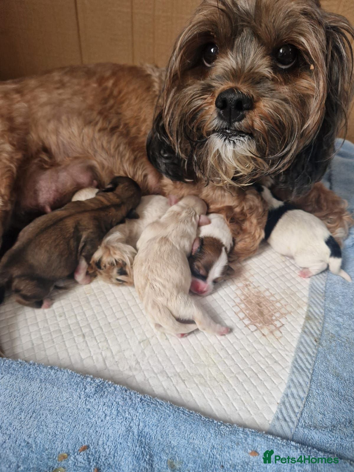 Mixed Breed dogs Malshi - Advert 8