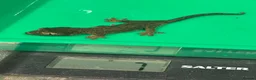 Mixed Breed reptiles for sale: Reptiles for sale in Taunton - Advert 9