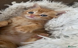 Domestic Shorthair cats for sale: Cream kittens  - Image 3
