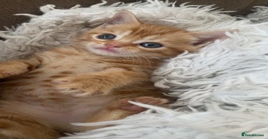 Domestic Shorthair cats - Advert 4