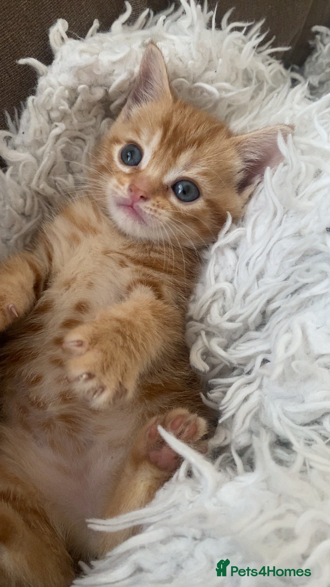 Domestic Shorthair cats for sale: Cream kittens  - Image 3
