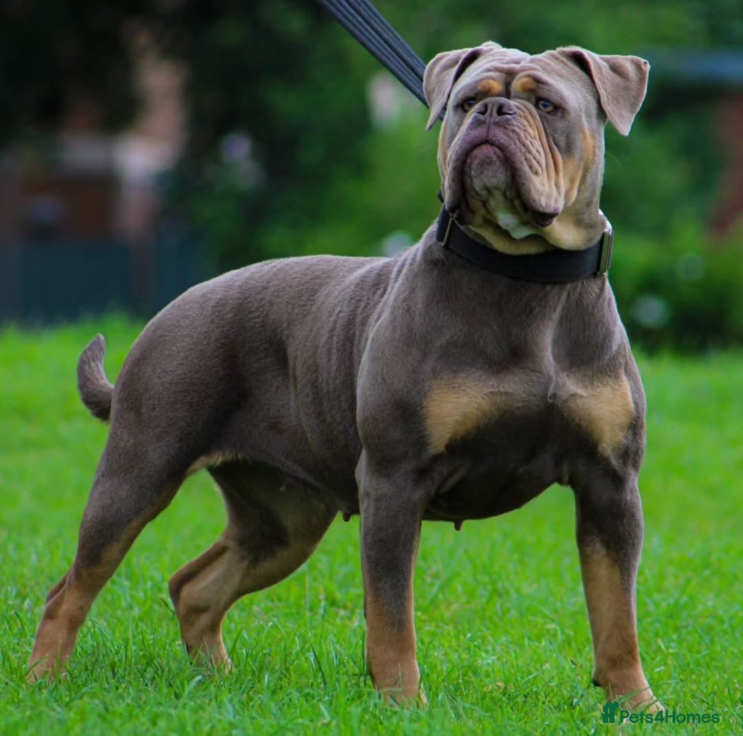 Olde English Bulldogge dogs for sale: Olde English bulldog puppies  - Advert 21