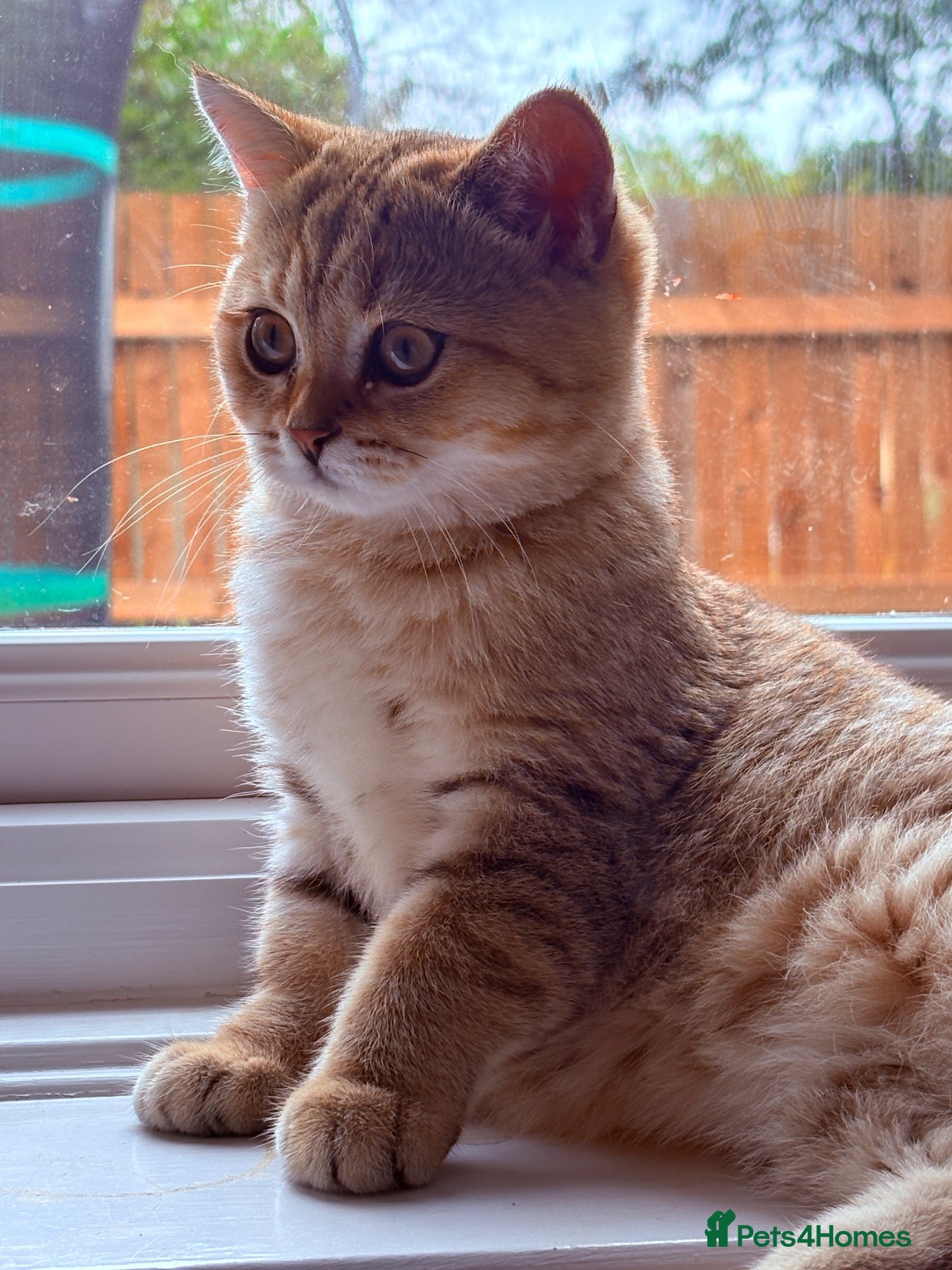 British Shorthair cats Ready Now /GCCF Golden BSH Kittens  - Advert 1
