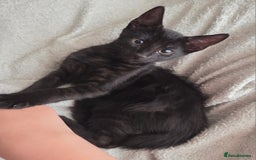 European cats for sale: 6 Kittens ready to find their new homes!! - Image 9