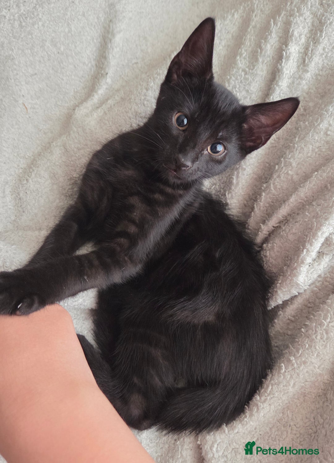 European cats for sale: 6 Kittens ready to find their new homes!! - Image 9