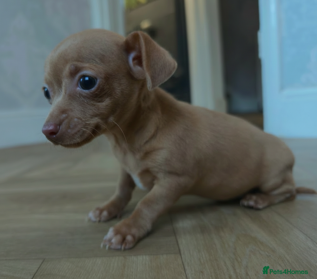 Chiweenie dogs Stunning Micro Chiweenie Last One - Smallest in UK - Advert 1