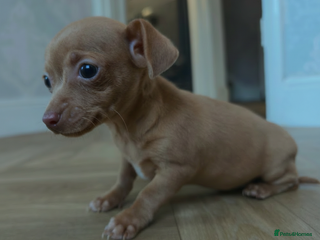 Chiweenie dogs Stunning Micro Chiweenie Last One - Smallest in UK - Advert 17