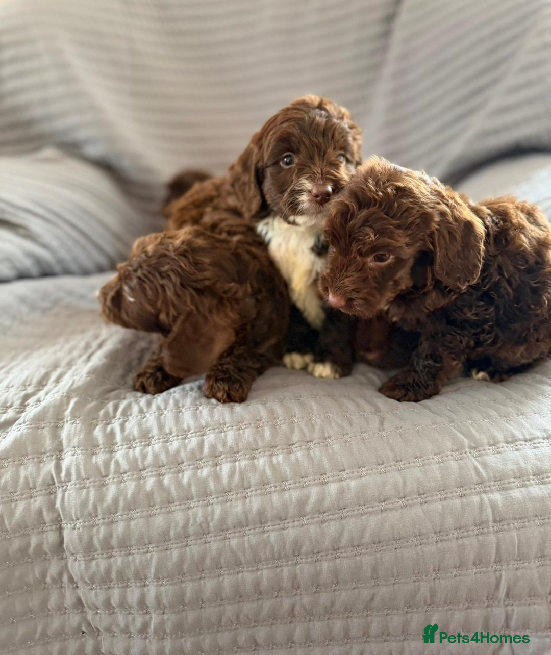 Cockapoo dogs for sale: Cockapoo puppies  - Advert 22