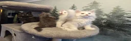 Maine Coon cats for sale: Beautiful Maine coons  in Gateshead - Advert 2