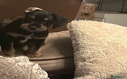 Mixed Breed dogs for sale: Sprocker puppy’s  - Image 4
