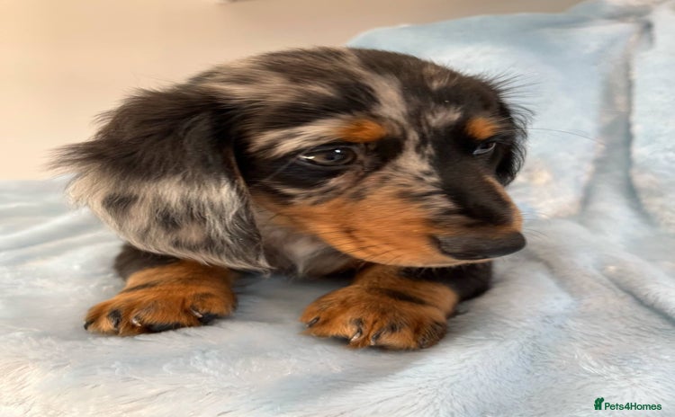 Miniature Dachshund dogs - Advert 8