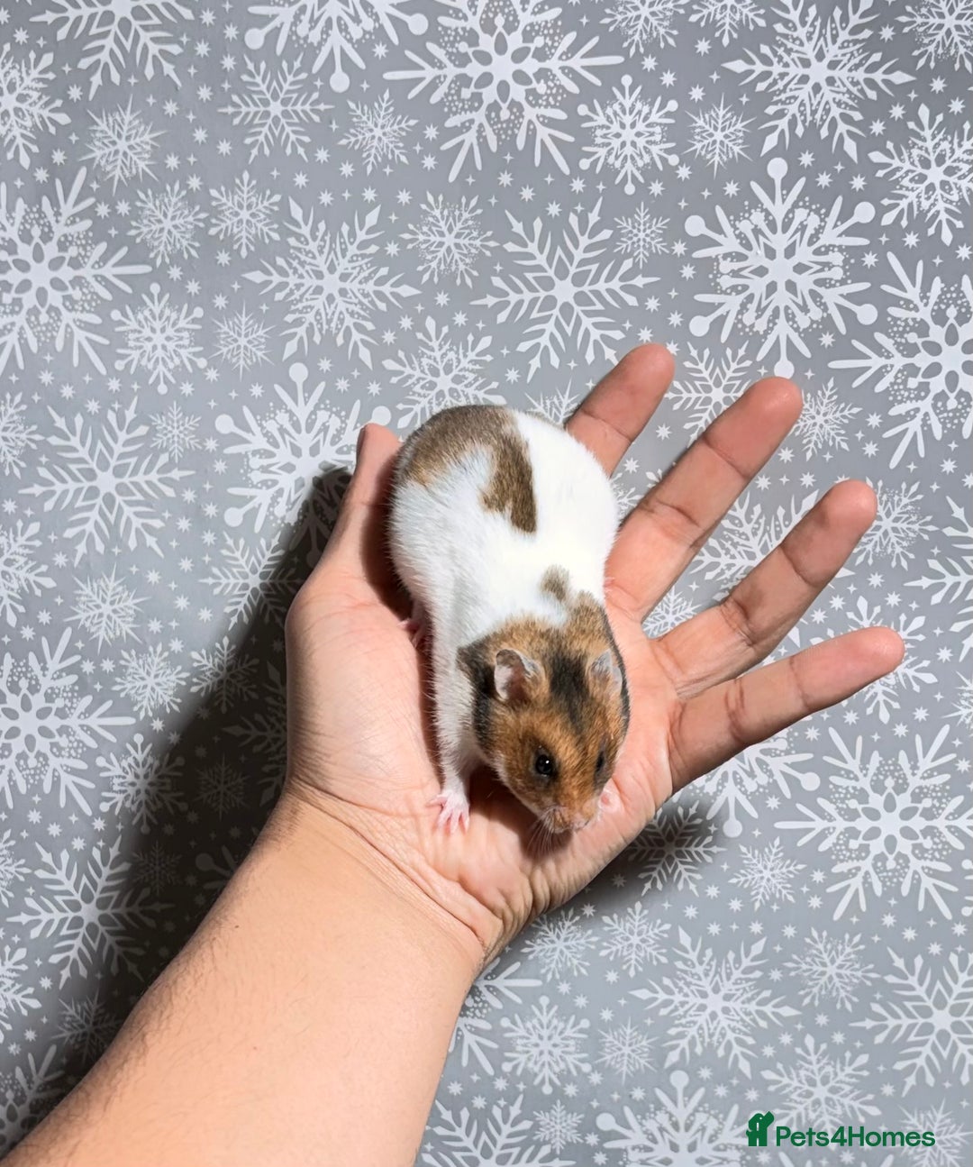 Hamster rodents for sale: STUNNING TAME PEDIGREE SYRIAN HAMSTERS - Advert 1