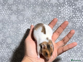 Hamster rodents STUNNING TAME PEDIGREE SYRIAN HAMSTERS - Advert 11