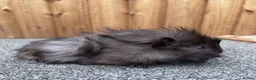 Guinea Pig rodents for sale: Adorable 9 week old male guinea pig  - Advert 2
