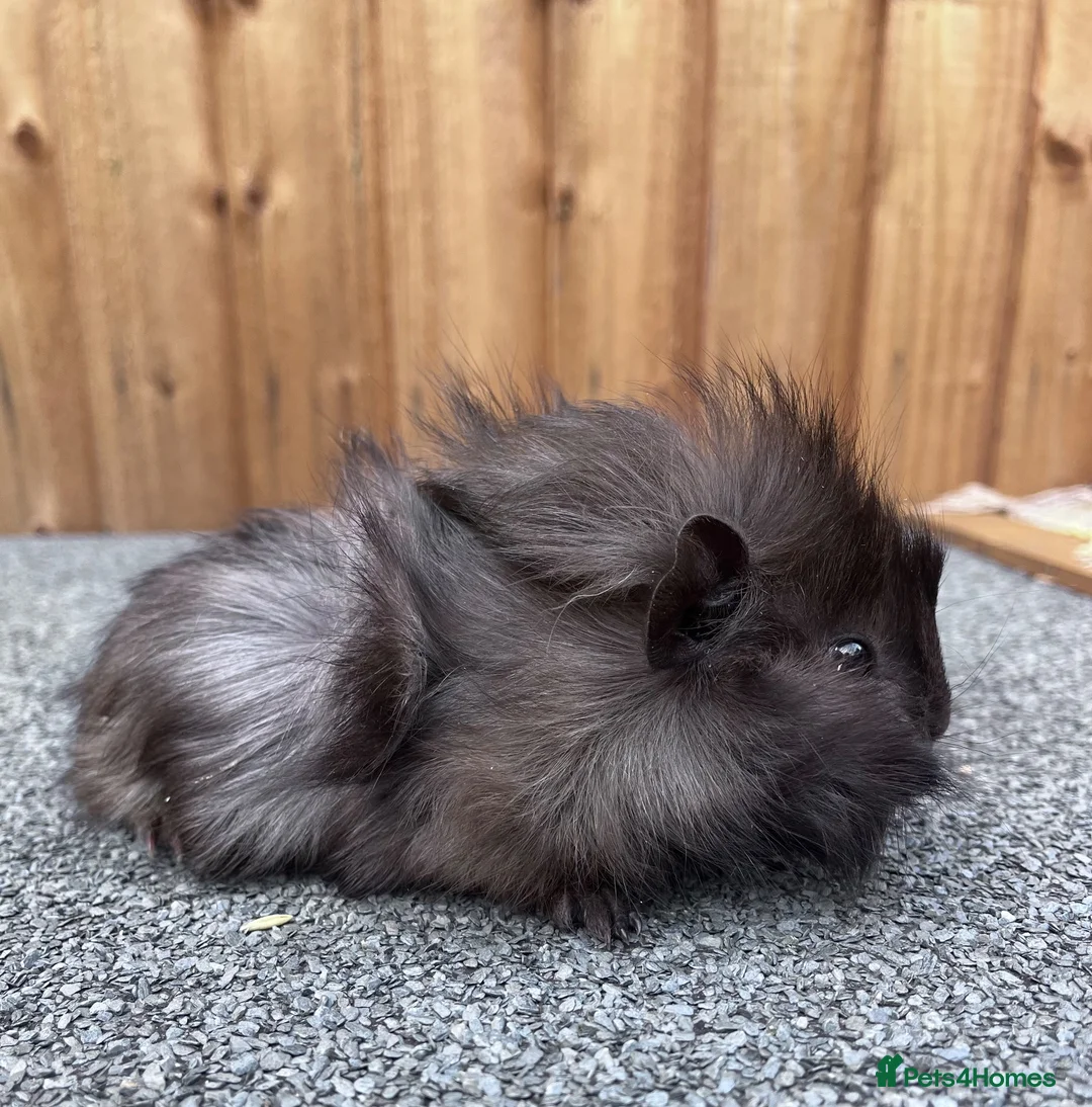 Guinea Pig rodents for sale: Adorable 9 week old male guinea pig  - Advert 2