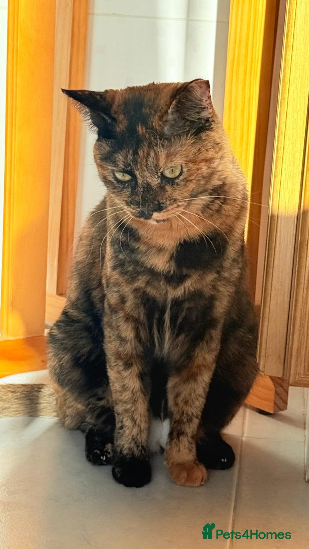 Mixed Breed cats for adoption: LOTTI - TORTOISHELL GIRL VERY AFFECTIONATE SPAYED - Advert 7