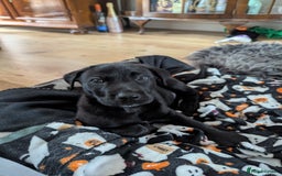 Mixed Breed dogs for sale: Looking for a forever home! - Image 1