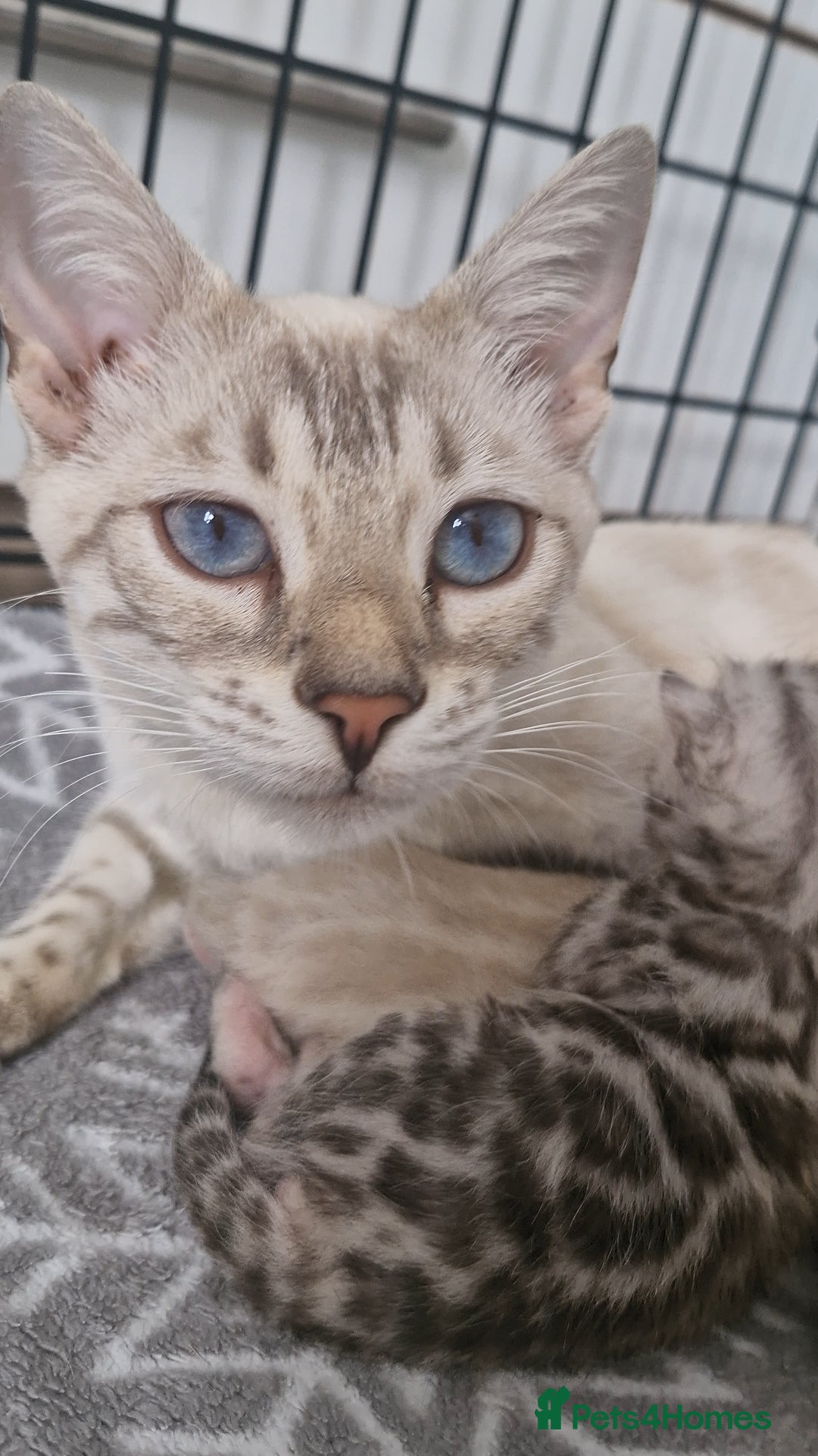 Bengal cats for sale: LAST 1! HEALTH TESTED bengal kittens TICA  - Image 9