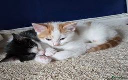 Mixed Breed cats for sale: 3 beautiful playful kittens ready for rehome - Image 6