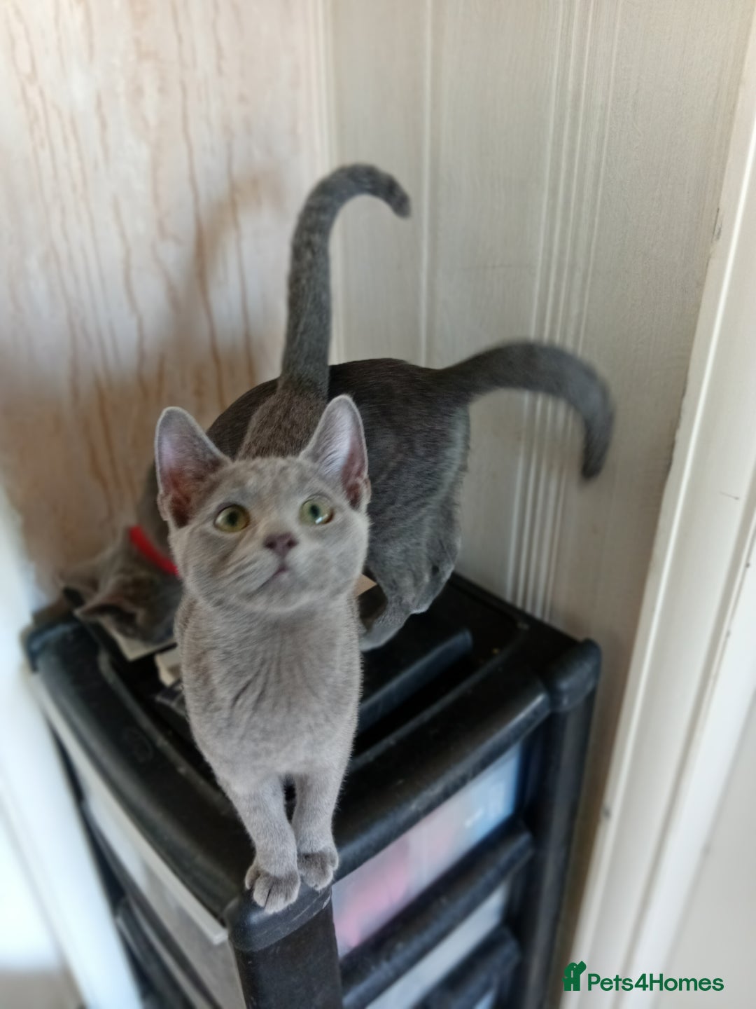 Russian Blue cats for sale: Russian Blue Kittens - Image 1