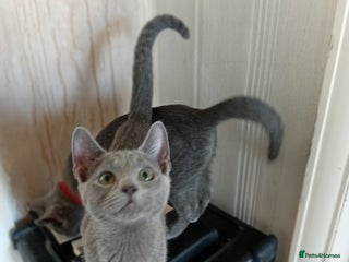 Russian Blue cats - Advert 7