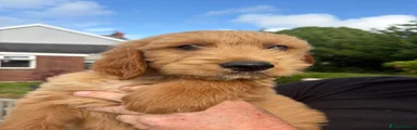Goldendoodle Puppy 1