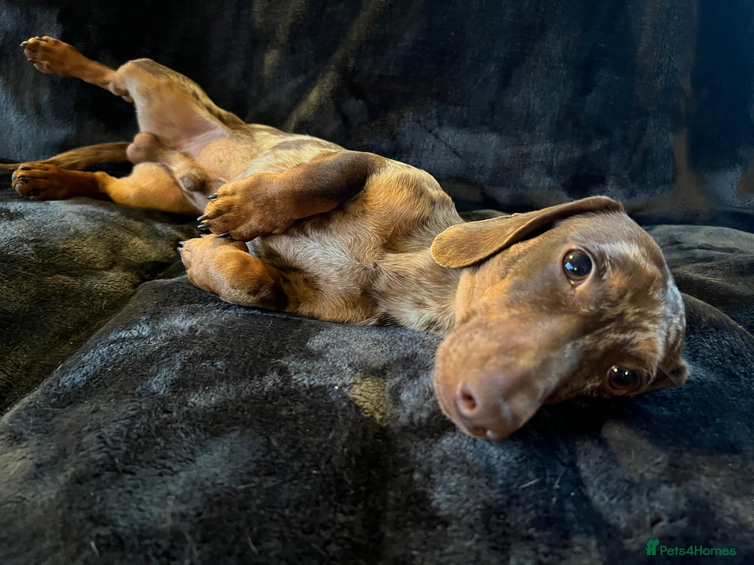 Miniature Dachshund dogs for stud: Proven, KC, PRA clear, tested, Miniature Dachshund in Hinckley - Image 10