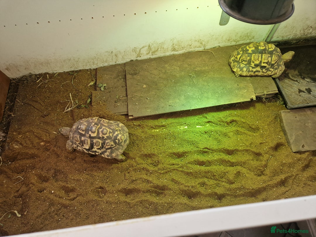 Tortoise reptiles for sale: 2 x Leopard tortoises around 4 years old - Image 2