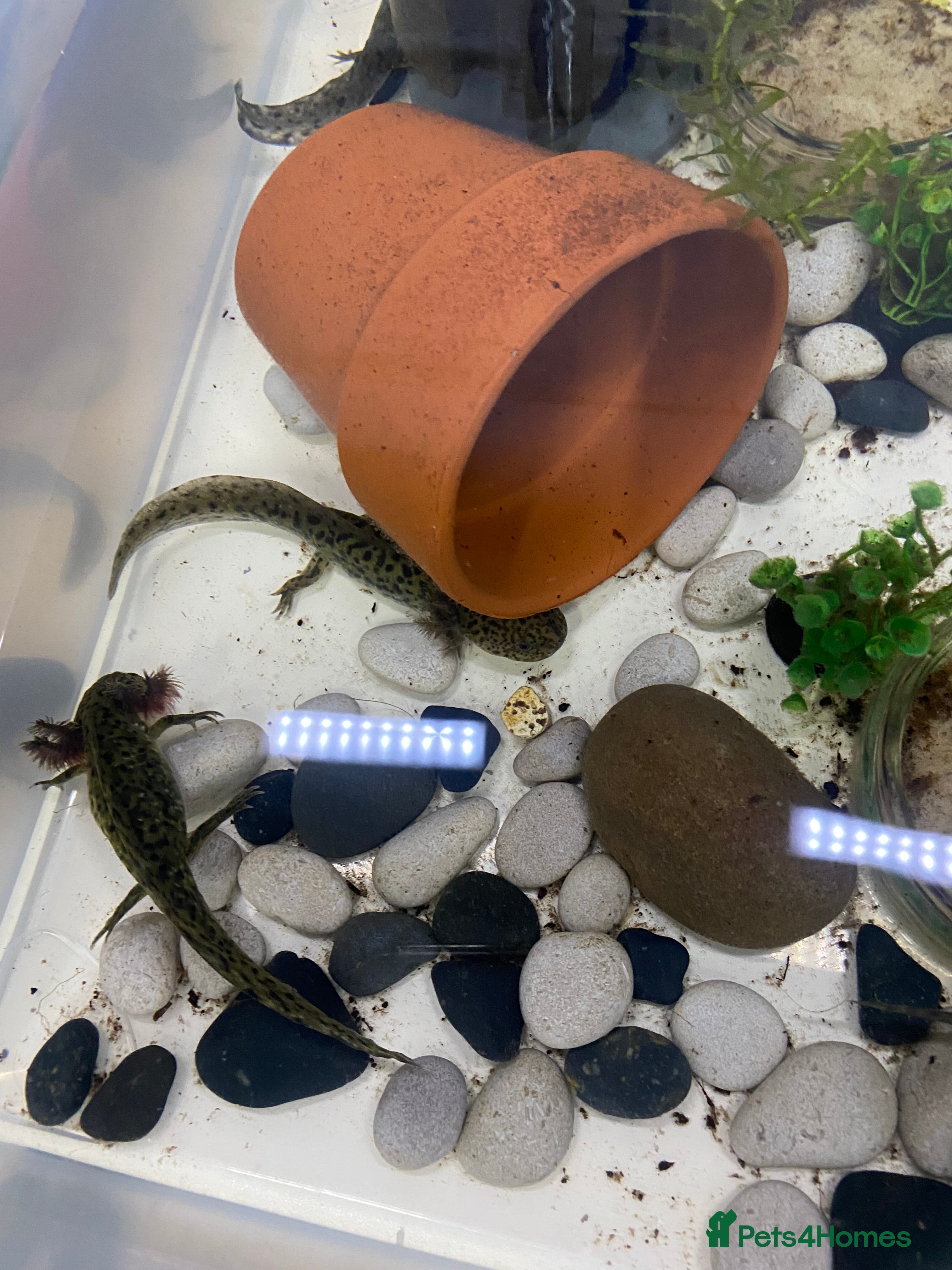 Axolotl reptiles Axolotl juveniles - Advert 7