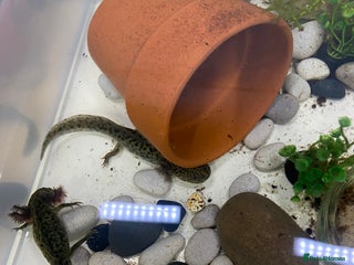 Axolotl reptiles Axolotl juveniles - Advert 3