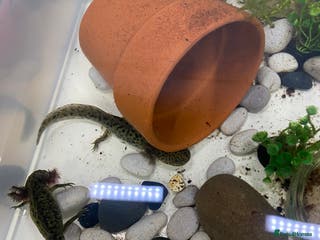 Axolotl reptiles Axolotl juveniles - Advert 6