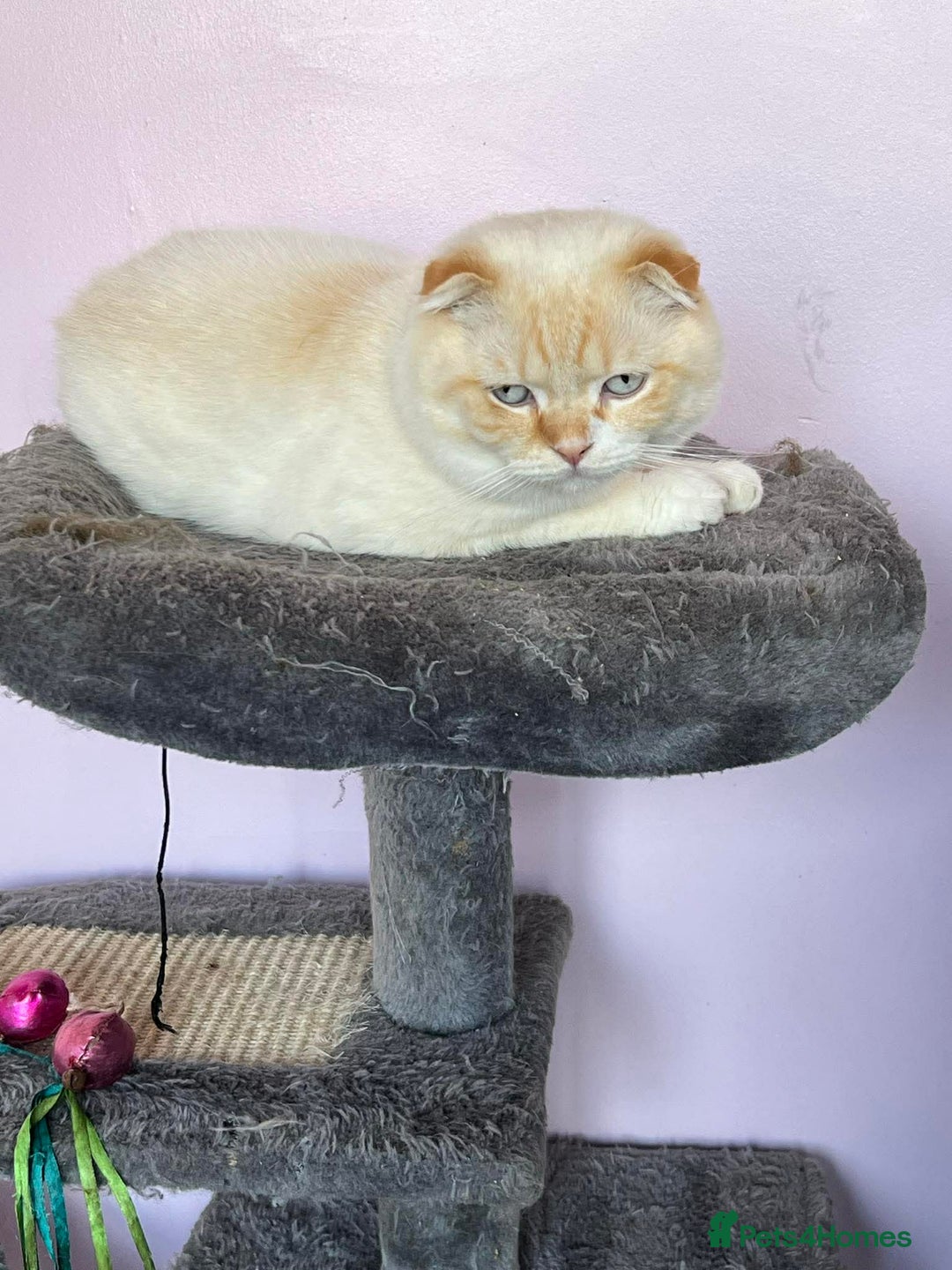 Scottish Fold cats for sale: Scottish fold adult cats  - Advert 5