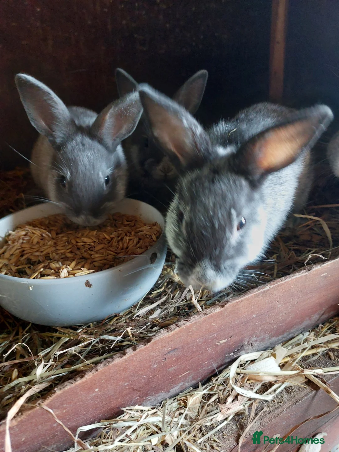 Argente rabbits for sale: Argente Bleu and Noir in Bedlington - Advert 6