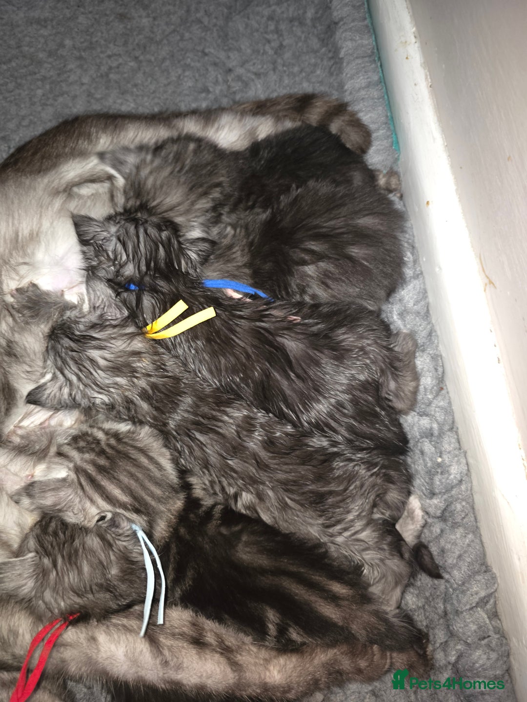 Maine Coon cats for sale: Beautiful 3/4 maincoon kittens  - Image 16