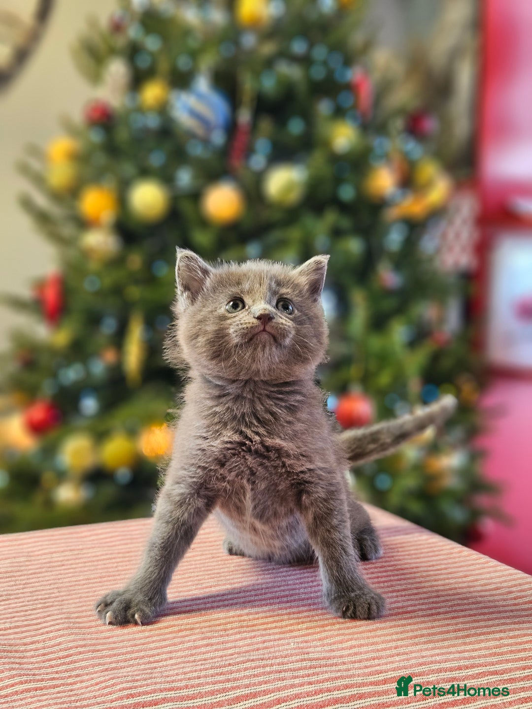 Maine Coon cats for sale: Adorable Maine Coon cross litter for sale - Advert 11