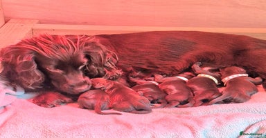 Cocker Spaniel dogs Working Cocker Spaniel puppies - Advert 10