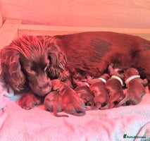 Cocker Spaniel dogs Working Cocker Spaniel puppies - Advert 3