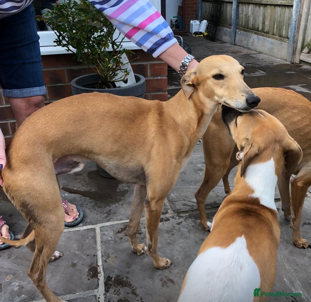 Whippet dogs for sale: Adorable KC reg Whippet puppies 🩷💙 - Image 16