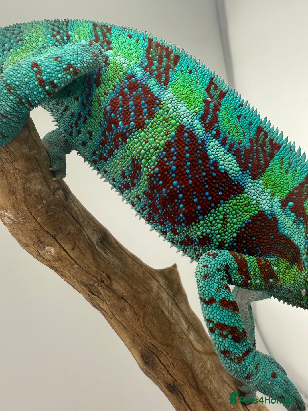 Chameleon reptiles for sale: Ambanja panther chameleon PURPLE  - Image 13