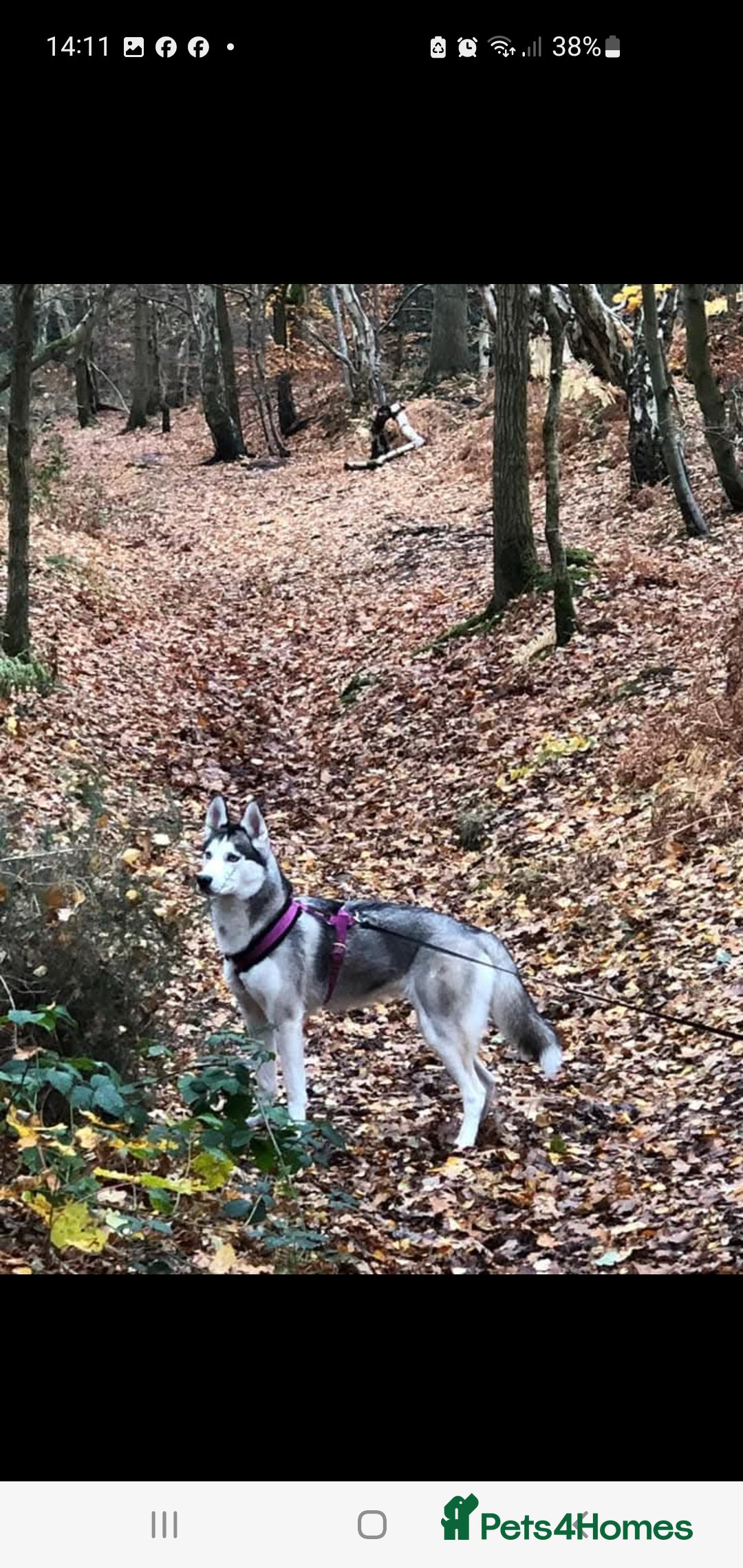 Siberian Husky dogs for sale:  KC REGISTERED PUPS:  5* on pets4homes - Advert 13