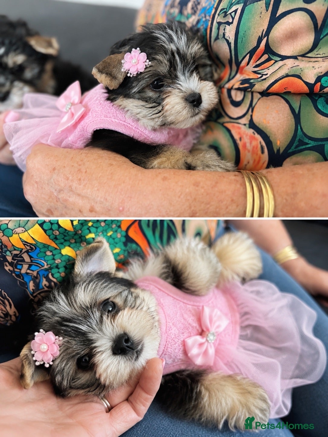 Yorkshire Terrier dogs  💎Last adroble Girl Available 💎❤️Biewer Terrier - Advert 2