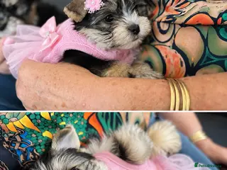 Yorkshire Terrier dogs 💎Last adroble Girl Available 💎❤️Biewer Terrier - Advert 2